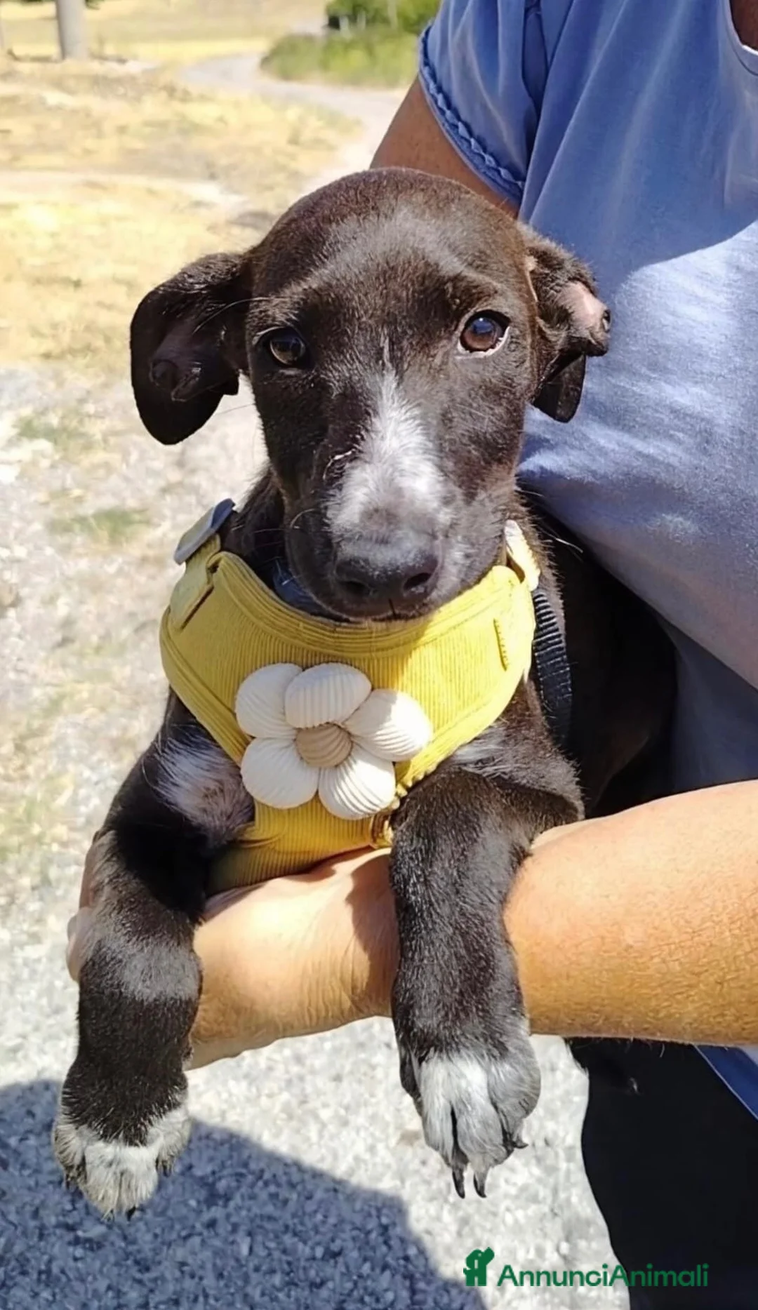 Meticcio cani in regalo: Batman a Provincia di Savona - Annuncio 2