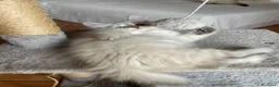 Siberiano gatti in vendita: Gattini Siberiani Ipoallergenici a Provincia di Brescia - Annuncio 10