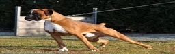 Boxer cani in vendita: BOXER  CUCCIOLI DISPONIBILI - Annuncio 2