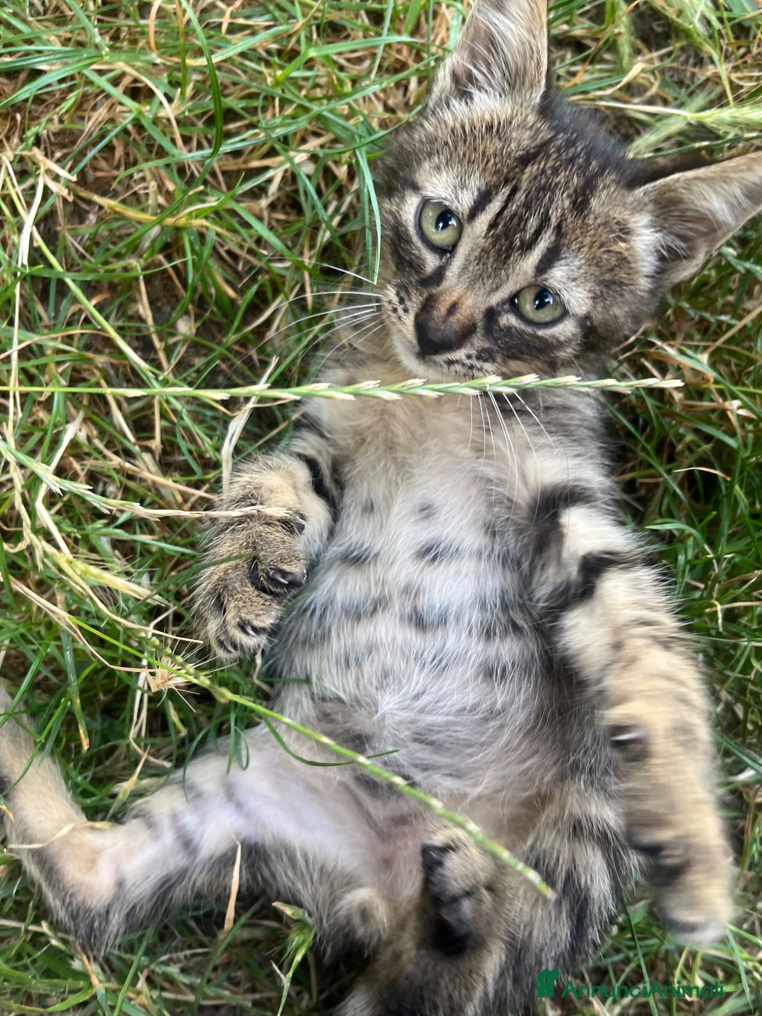 Meticcio gatti Gattino tigrato - Annuncio 6