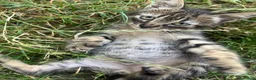 Meticcio gatti in regalo: Gattino tigrato - Annuncio 1