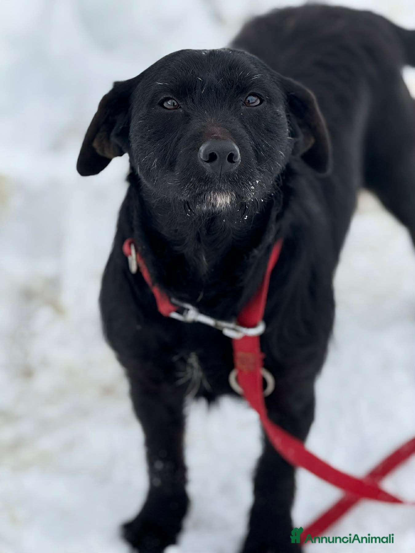 Meticcio cani TRISH, tenerona in nero cerca famiglia! - Annuncio 37