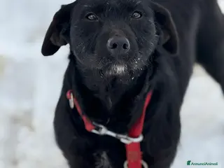 Meticcio cani TRISH, tenerona in nero cerca famiglia! - Annuncio 37