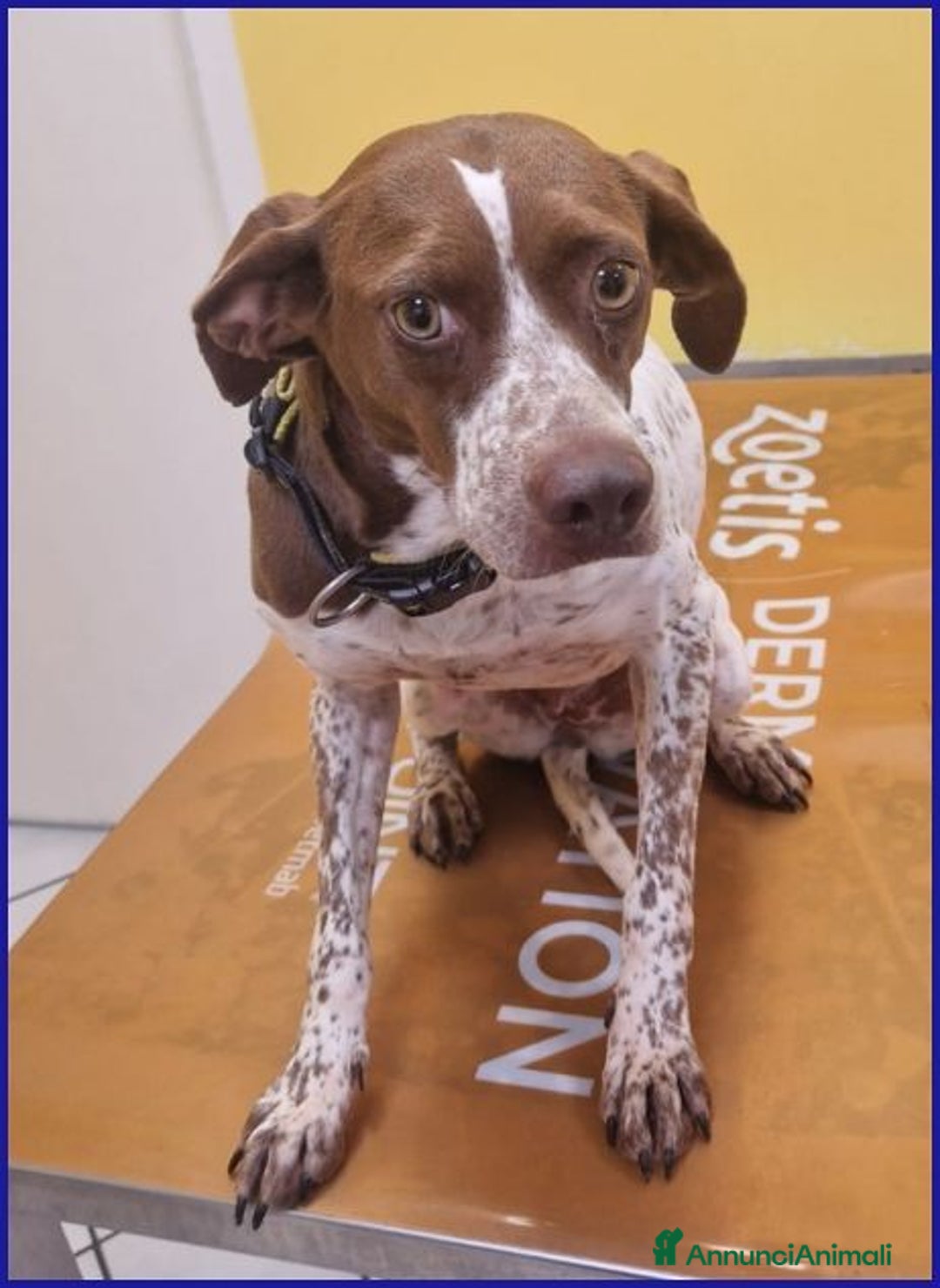 Meticcio cani in regalo: ARANCIA giovane pointerina  - Annuncio 3