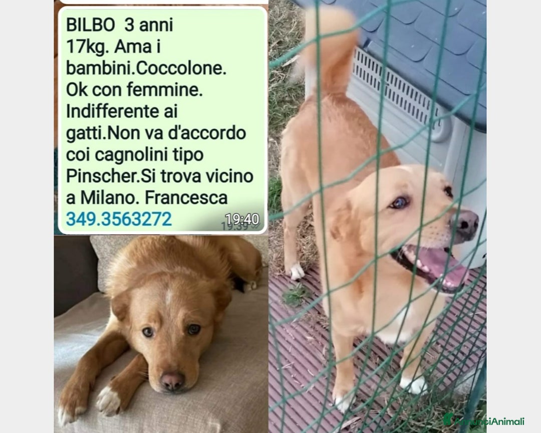 Meticcio cani in regalo: 3anni 17kg ok gatti e bimbi.URGENTE MILANO a Milano - Annuncio 2