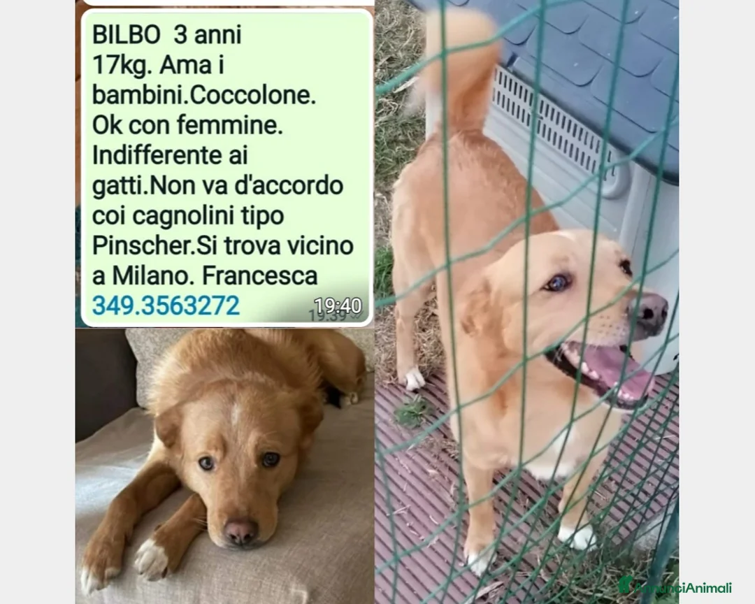Meticcio cani in regalo: 3anni 17kg ok gatti e bimbi.URGENTE MILANO a Milano - Annuncio 2
