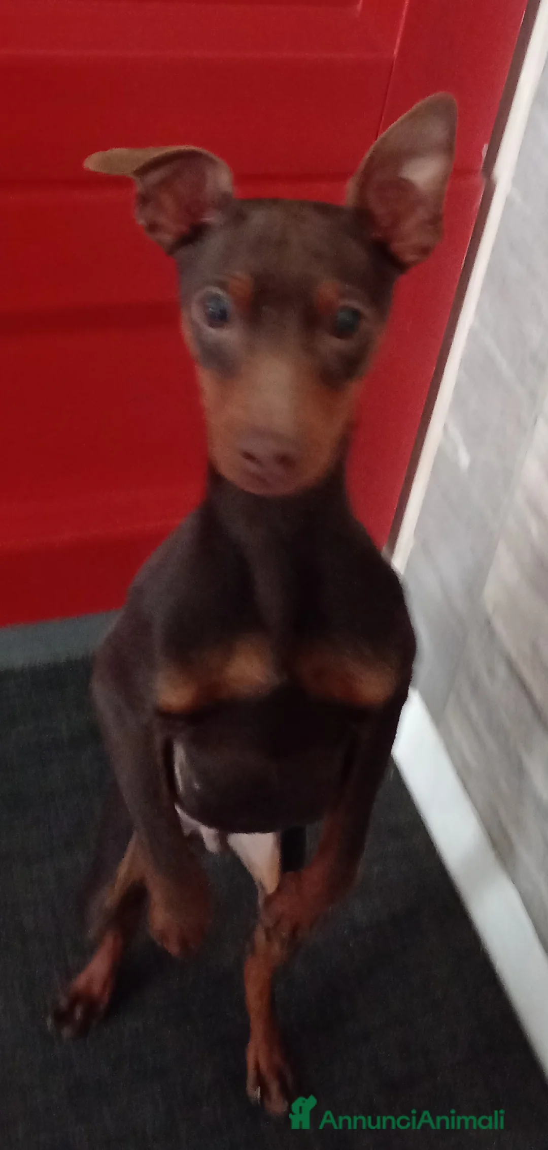 Pinscher Miniatura cani in vendita: Cucciolo di Pinscher bicolore focato  - Annuncio 6