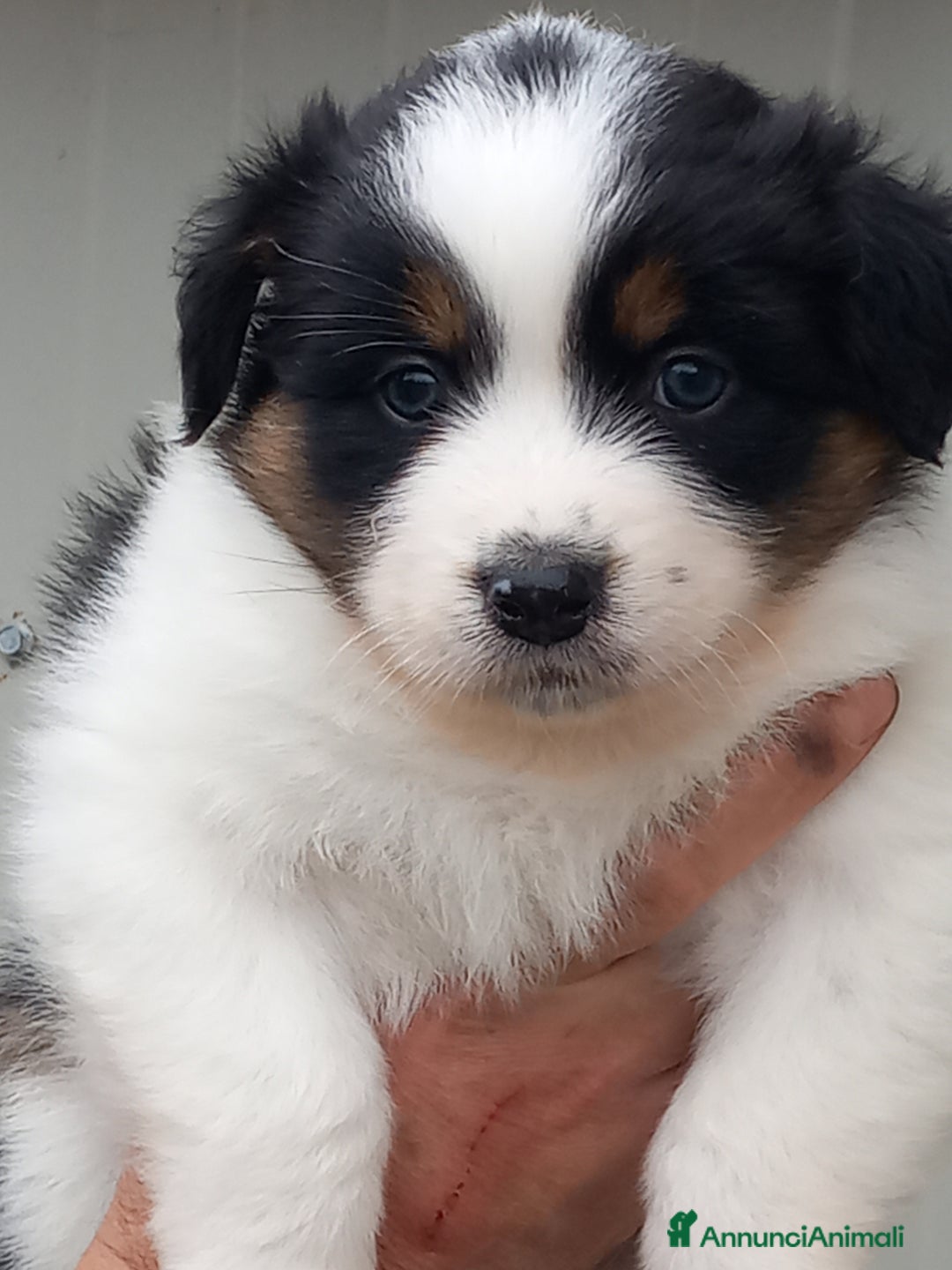 Australian Shepherd cani in vendita: Cuccioli pastore australiano  - Annuncio 9