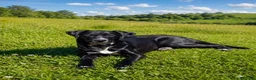 Meticcio cani in regalo: Mercoledi - Annuncio 5