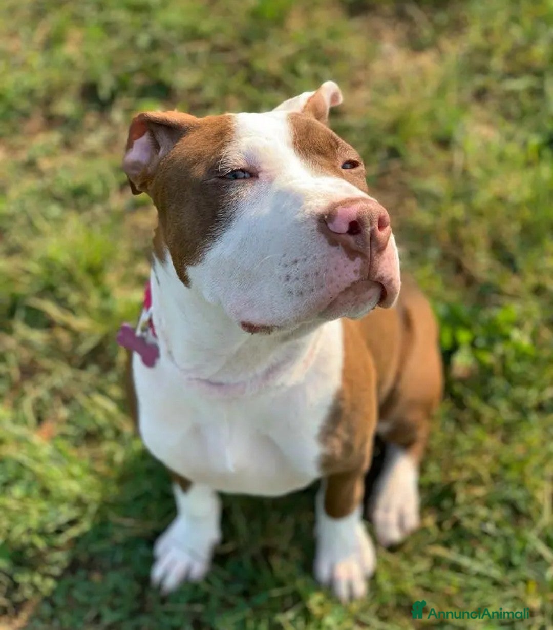 American Bully cani in vendita: Cane pitbull femmina  - Annuncio 2