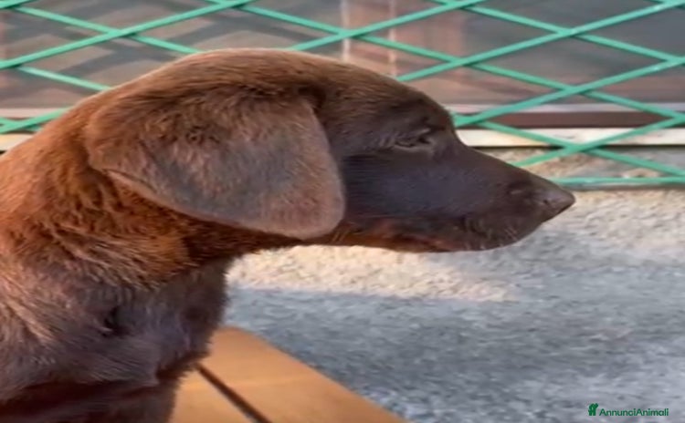 Labrador cani a Provincia di Bergamo - Annuncio 1