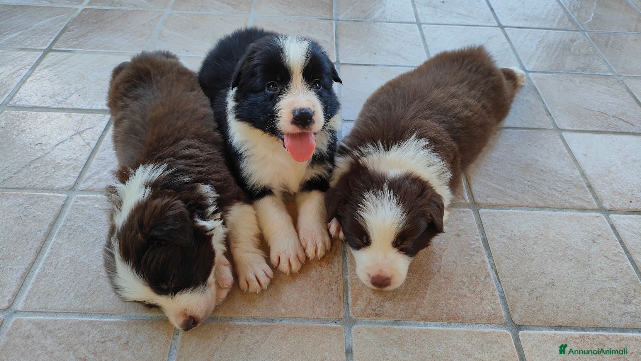 Border Collie cani Border collie  - Annuncio 4