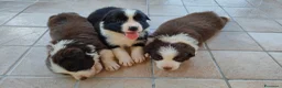 Border Collie cani in vendita: Border collie  - Annuncio 1