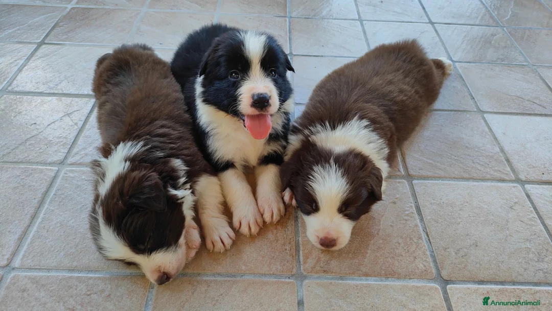 Border Collie cani in vendita: Border collie  - Annuncio 1