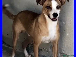 Meticcio cani ALFONSO simpatico bel musetto - Annuncio 21
