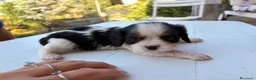 Cavalier King cani in vendita: Cavalier tricolore  - Annuncio 5