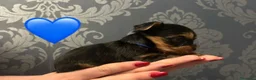 Yorkshire cani in vendita: Cuccioli di Yorkshire Terrier - Annuncio 11