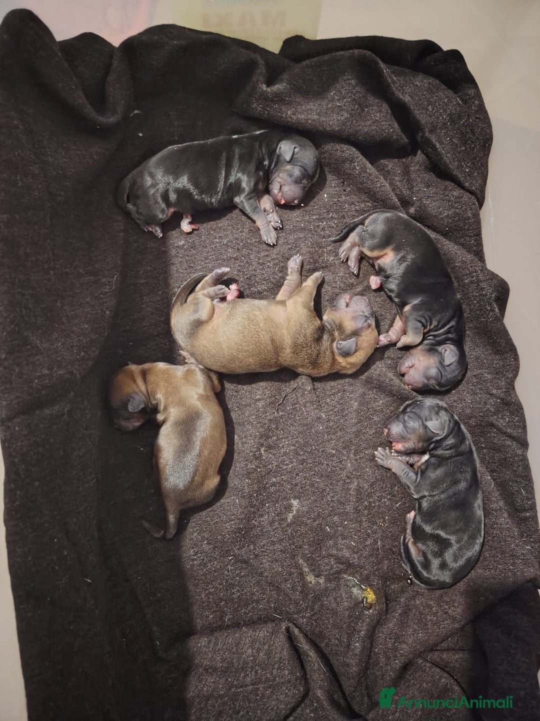 Meticcio cani in regalo: CUCCIOLI, URGENTE: TEMPO SCADUTO  - Annuncio 11