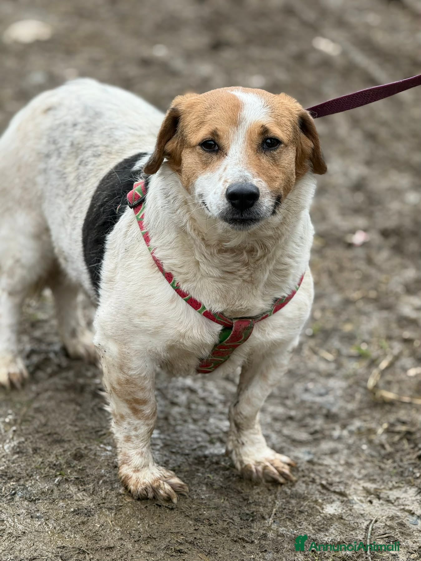 Meticcio cani SISSY, dolcissima timidona zampacorta! - Annuncio 2
