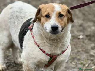 Meticcio cani SISSY, dolcissima timidona zampacorta! - Annuncio 2