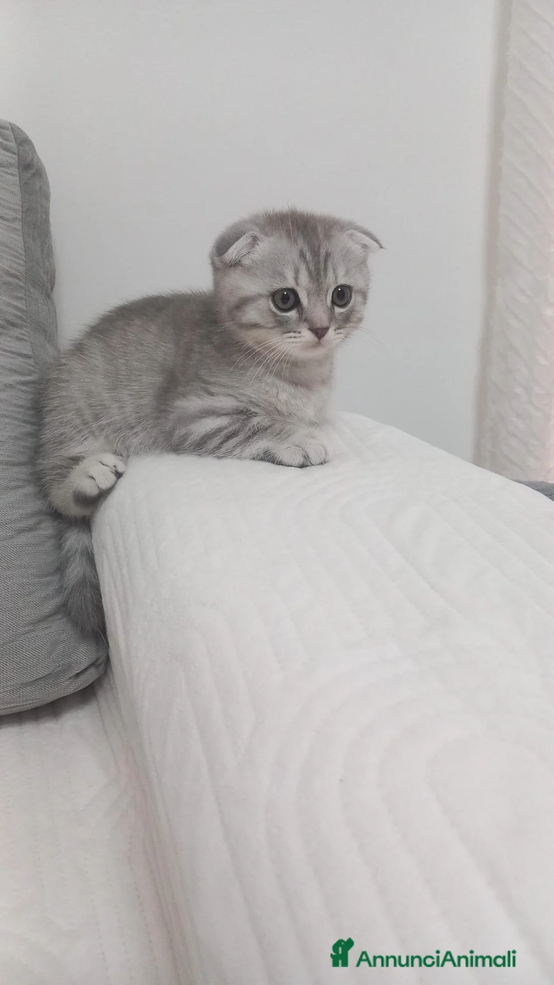 Scottish gatti in vendita: Cuccioli scottish straight e Fold - Annuncio 7