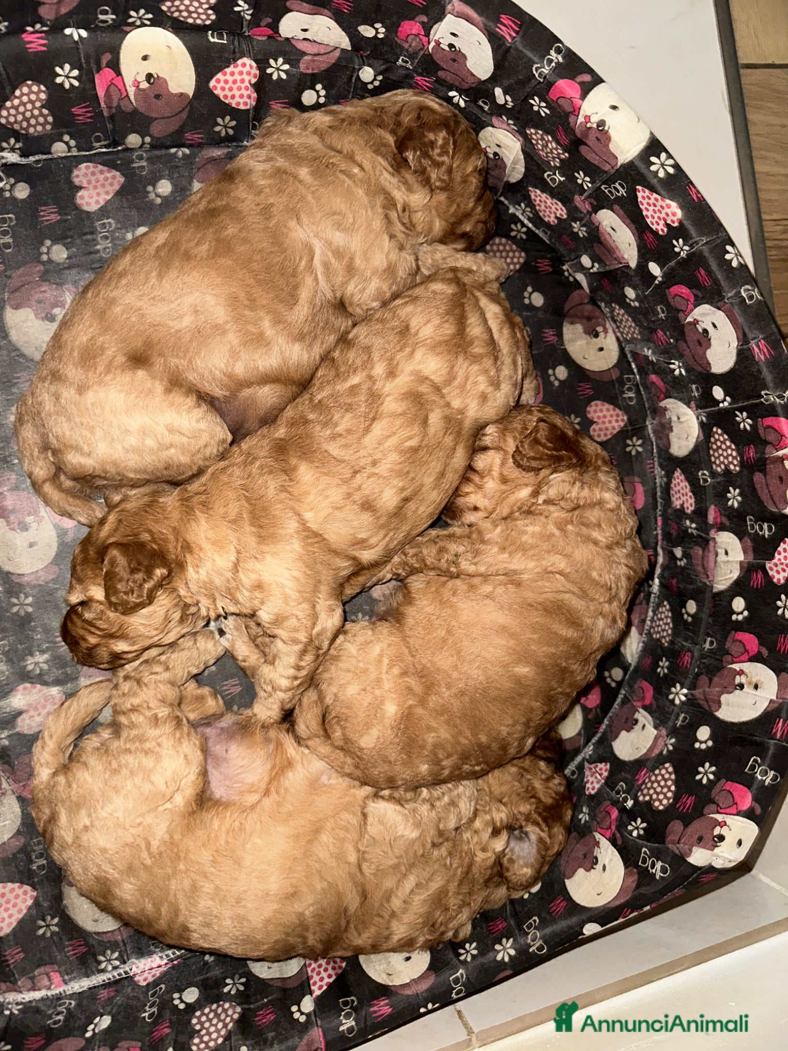 Barboncino cani Barboncino Nani  - Annuncio 4