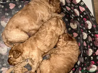 Barboncino cani Barboncino Nani - Annuncio 4