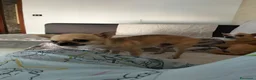 Chihuahua cani in vendita: Chihuahua di catanicoSR - Annuncio 9