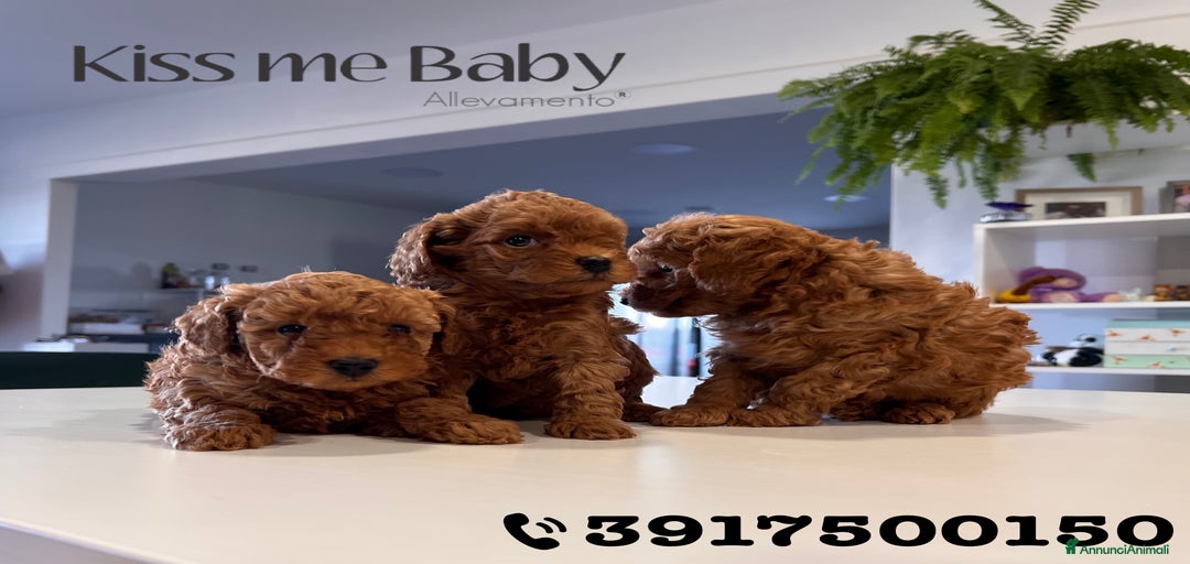 Immagine della galleria {{count}}