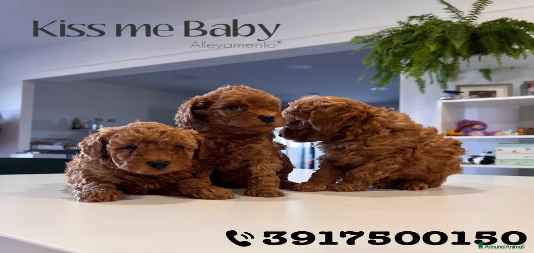 Immagine della galleria {{count}}