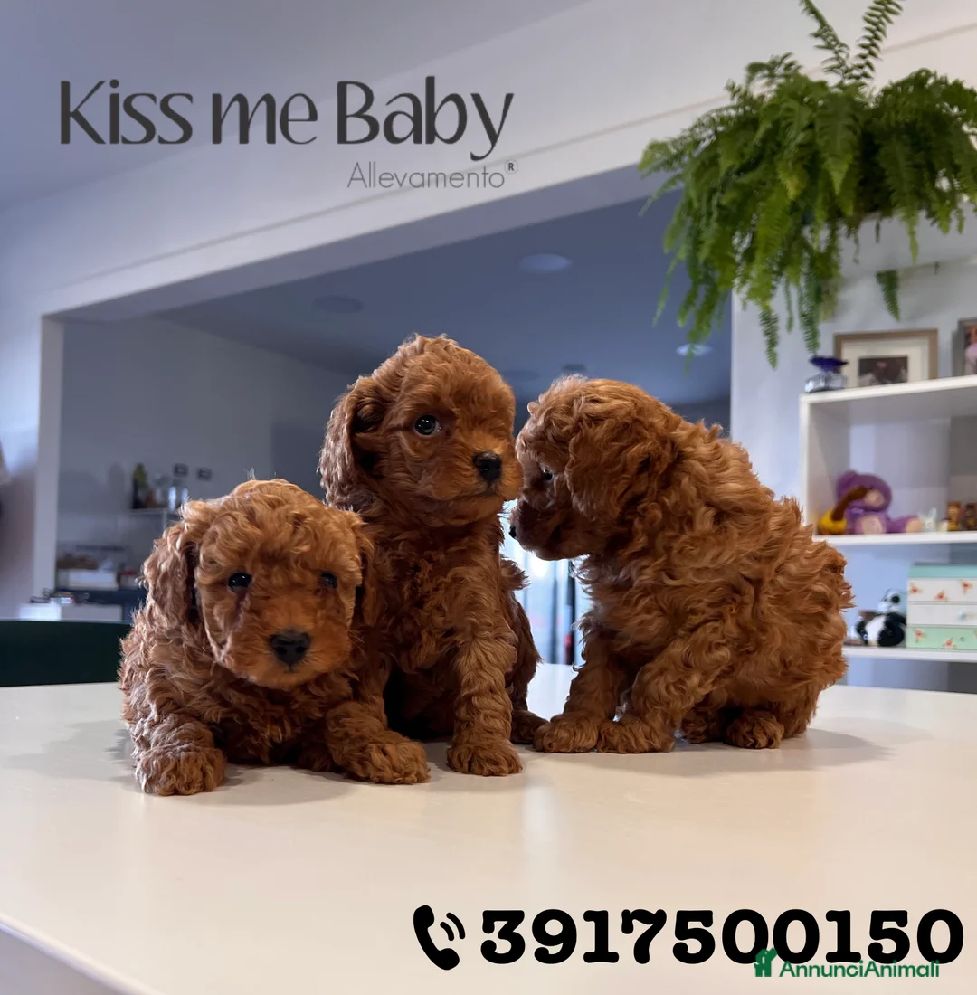 Immagine della galleria {{count}}