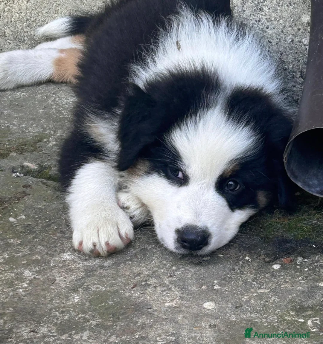 Australian Shepherd cani in vendita: Cucciola australian shepherd/pastore australiano - Annuncio 1