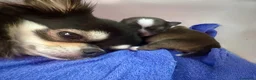Chihuahua cani in vendita: cuccioli maschi pelo lungo con pedigree ENCI/FCI - Annuncio 8
