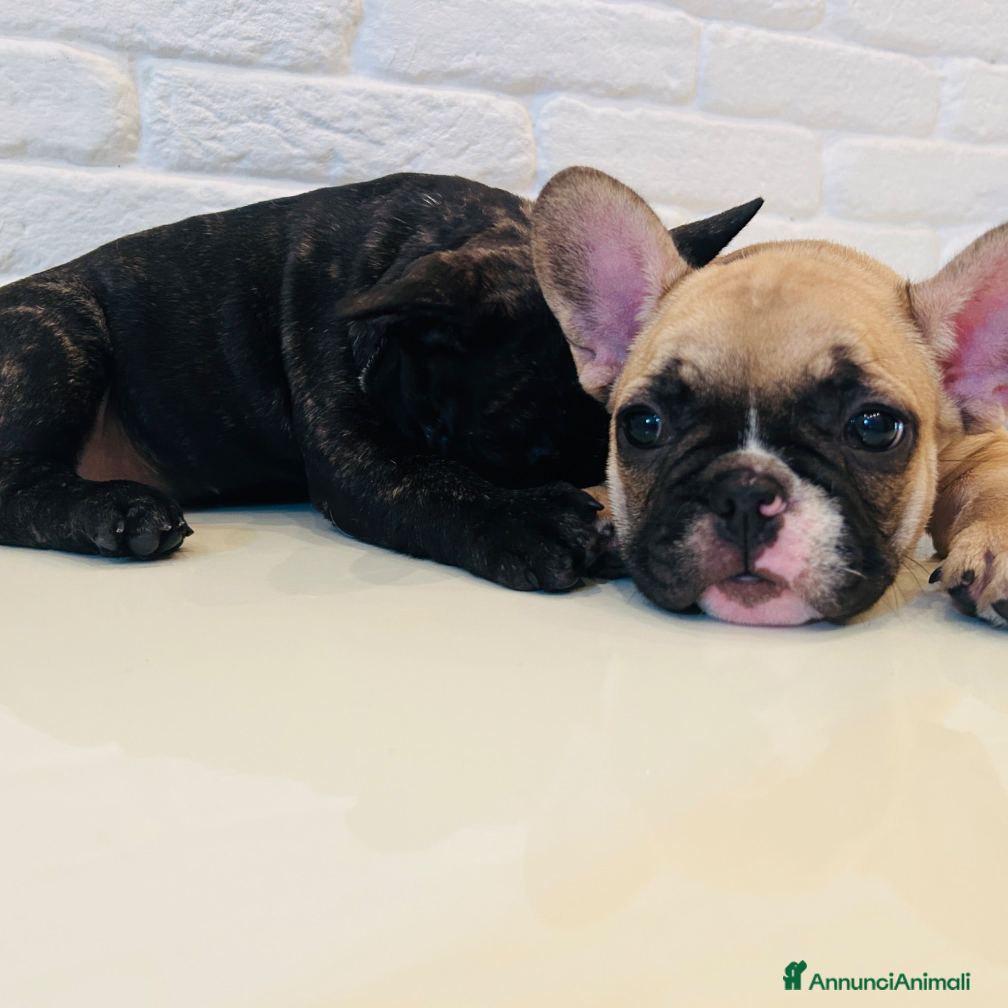 Bulldog Francese cani Bulldog francese  - Annuncio 2
