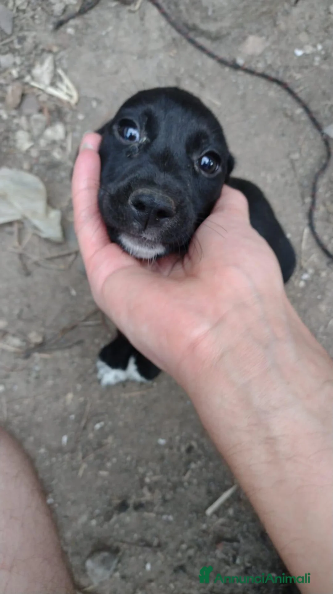 Setter Inglese cani in regalo: Splendidi Cuccioli di setter Inglese (Catania) - Annuncio 9
