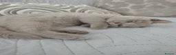 British gatti in vendita: Splendidi gattini di pura razza British Shorthair  - Annuncio 6