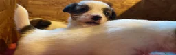 Jack Russell cani in vendita: Jack Russell terrier pelo ruvido  - Annuncio 10
