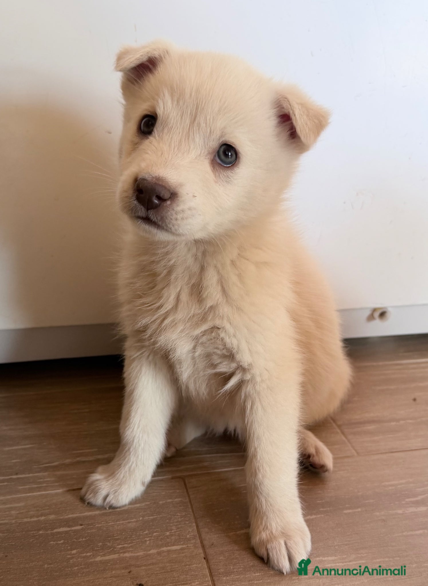 Meticcio cani in regalo: Falena - Annuncio 4