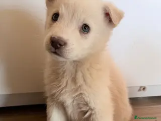 Meticcio cani in regalo: Falena - Annuncio 4