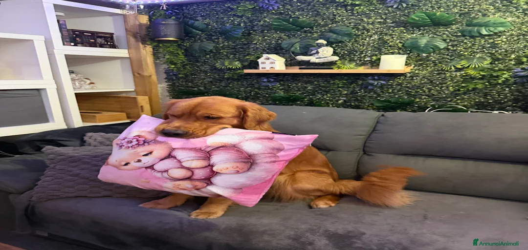 Immagine della galleria {{count}}