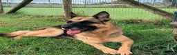 Pastore Tedesco cani in regalo: Sarah Jane pastore t. in adozione  - Annuncio 1
