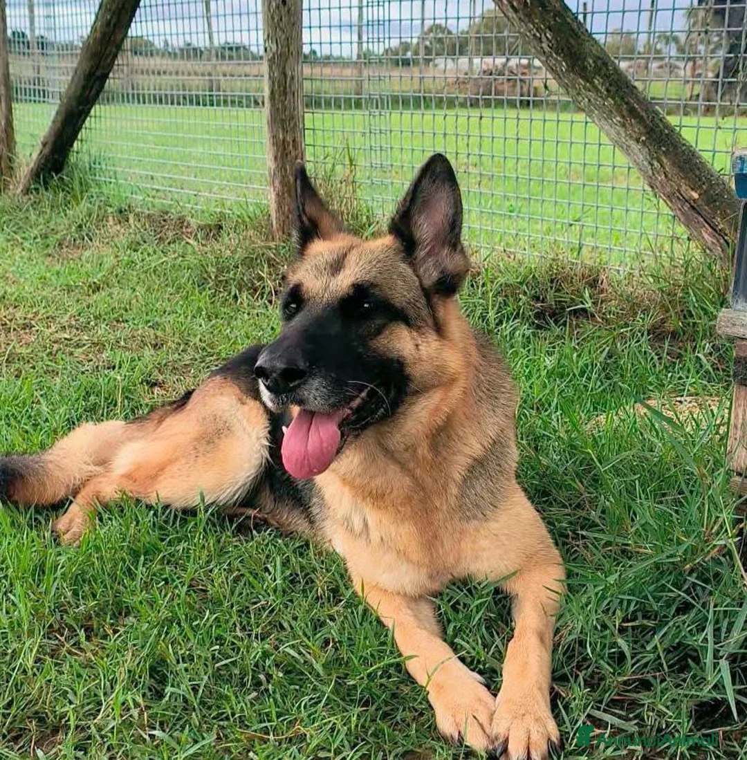 Pastore Tedesco cani in regalo: Sarah Jane pastore t. in adozione  - Annuncio 1