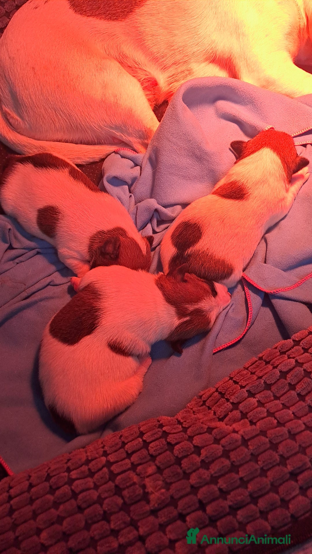 Jack Russell cani in vendita: Meravigliosi cuccioli di jack russell - Annuncio 5