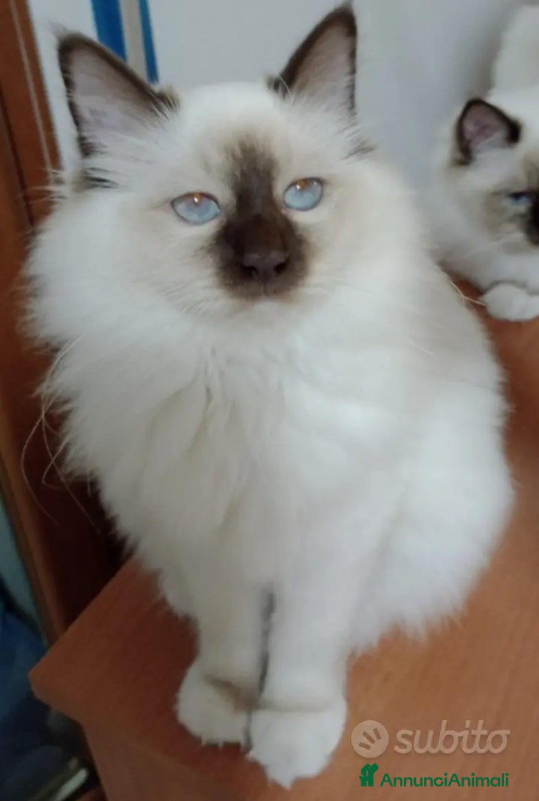 Sacro di Birmania gatti in vendita: Sacro di Birmania  - Annuncio 7