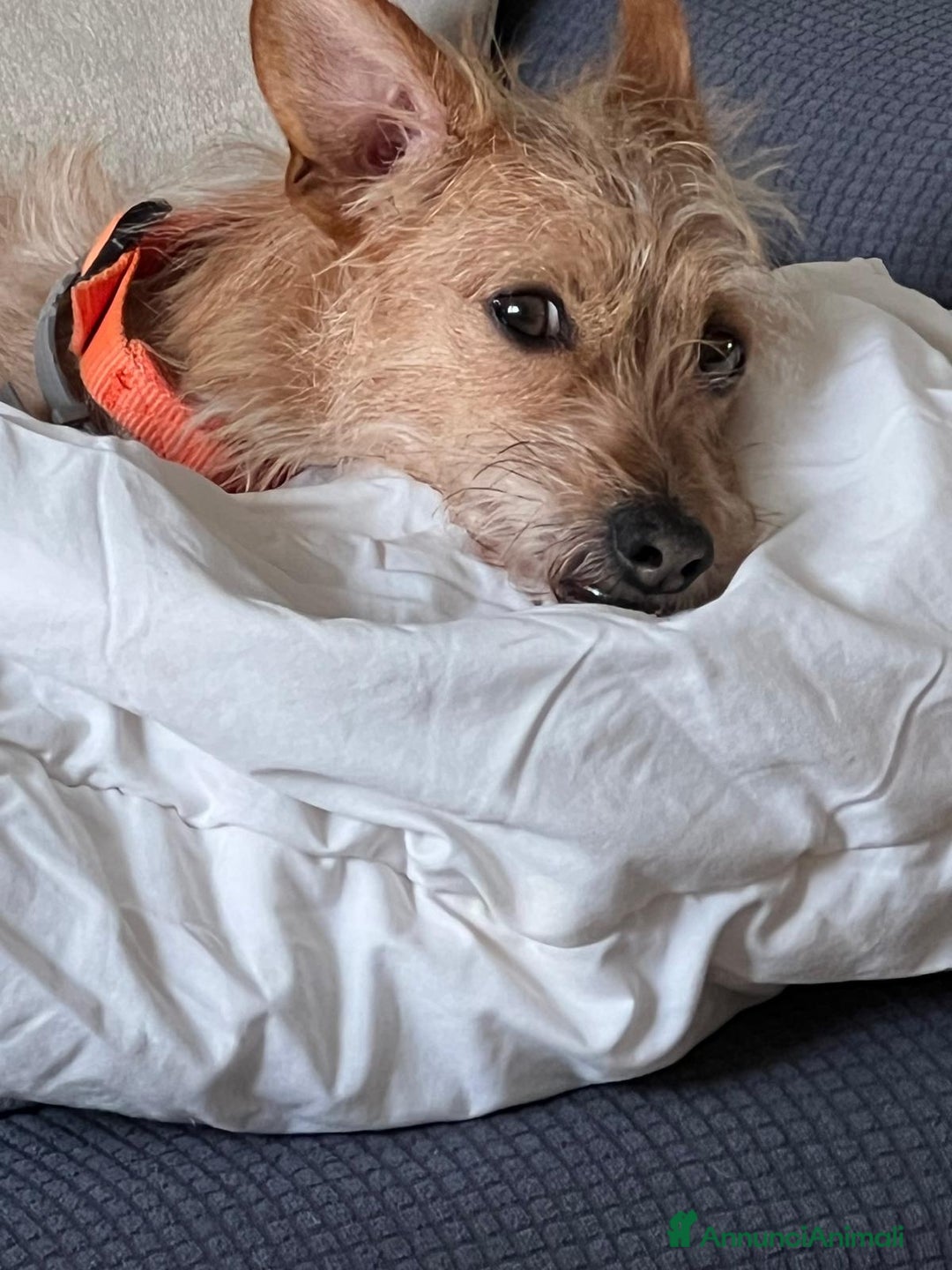 Meticcio cani in regalo: Regalo Meticcio - Annuncio 4