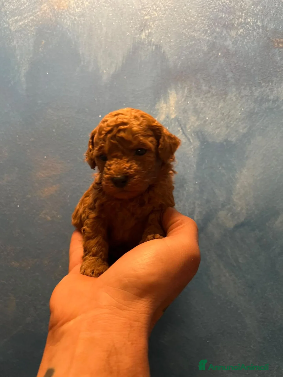 Barboncino Toy cani in vendita: Barboncini Toy Red a Città metropolitana di Roma Capitale - Annuncio 2