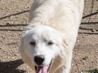 Meticcio cani IL SORRISO DEL DOLCE OSLO a Provincia di Ferrara - Annuncio 33