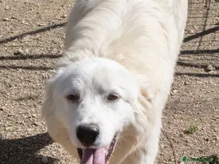 Meticcio cani IL SORRISO DEL DOLCE OSLO a Provincia di Ferrara - Annuncio 1