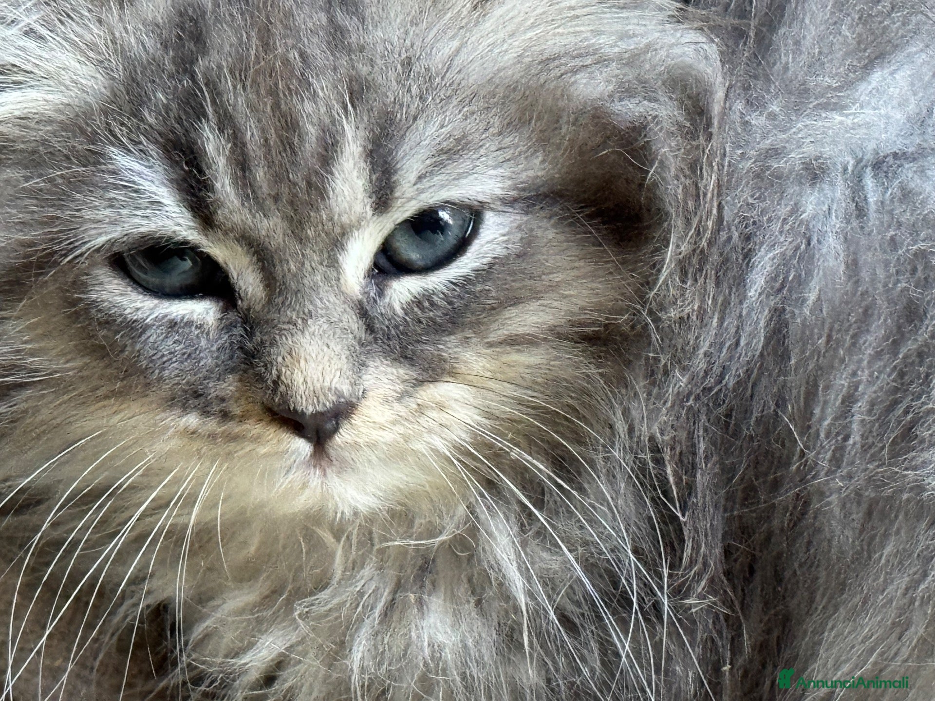 Siberiano gatti cucciole di siberiano con pedigree - Annuncio 3
