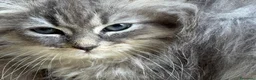 Siberiano gatti in vendita: cucciole di siberiano con pedigree - Annuncio 1
